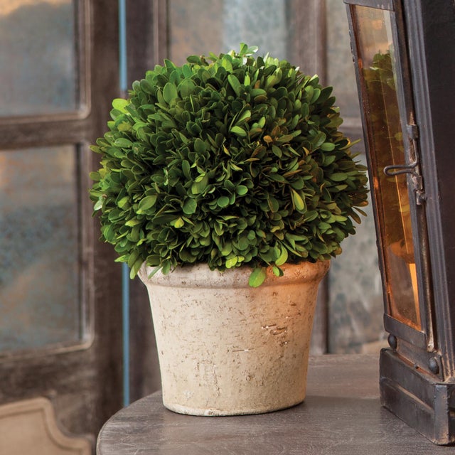 Real English boxwoods, preserved and painstakingly assembled by our masterful artists. This simple arrangement is artfully...
