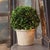 Real English boxwoods, preserved and painstakingly assembled by our masterful artists. This simple arrangement is artfully...