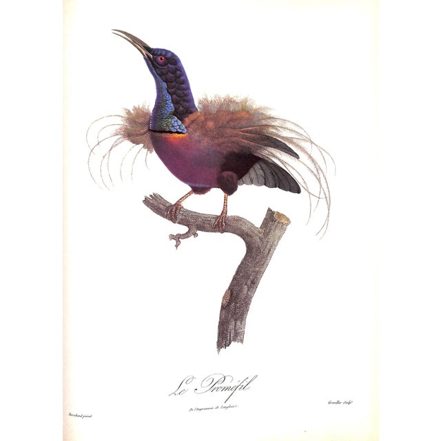 "Exotic Birds: Parrots. Birds of Paradise. Tucans" Book 1963 Levaillant, Francois For Sale - Image 4 of 8