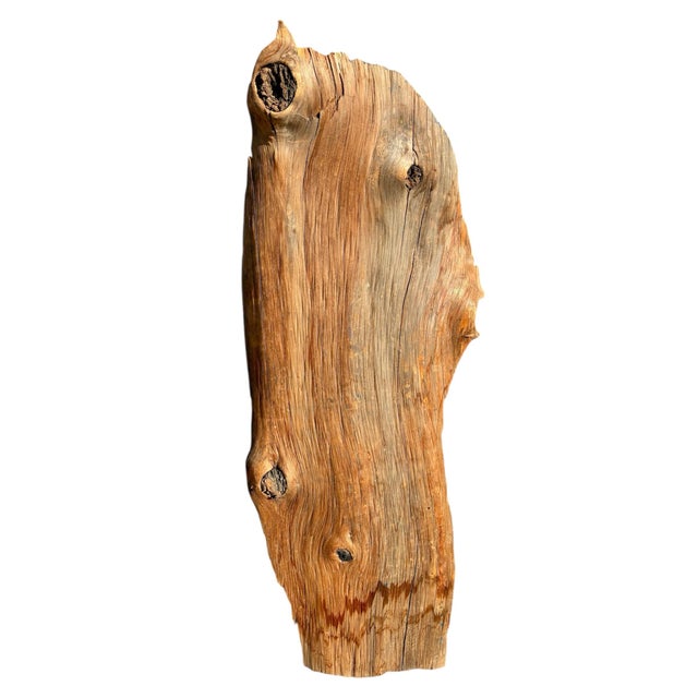 Vintage California Juniper Live Edge Slab – Organic Modern Wall Art or Display Shelf For Sale - Image 4 of 9