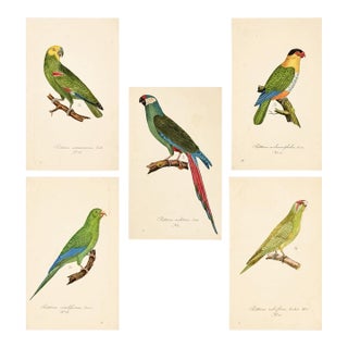 19th Century Military Macaw & Exotic Parakeet Gallery | Set of 5 Antique Hand-Colored Tropical Bird Prints For Sale