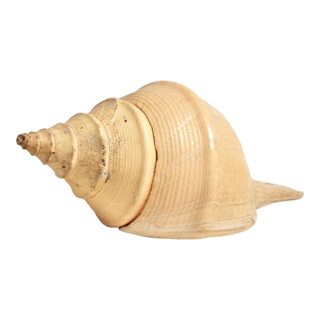 Large Syrinx Aranus Shell Specimen For Sale