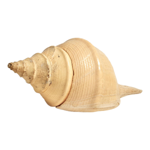 Large Syrinx Aranus Shell Specimen