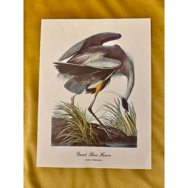 Mid 20th Century Mid-Century Audubon Great Blue Heron Print (Ardea Herodias), Unframed For Sale - Image 5 of 6