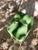 Figueroa Bar Stool in Green Velvet from Insidherland For Sale - Image 9 of 11