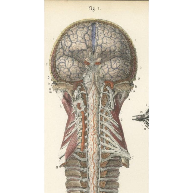 Hirschfeld and Leveille, Arteries of the Brain and Spinal Cord, 1866, Paper For Sale - Image 3 of 7