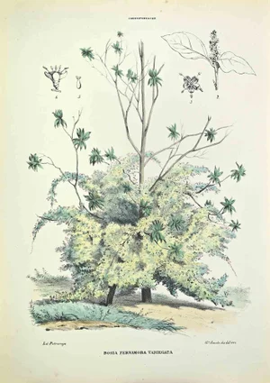 Vincenzo Tenore, Bosia Yervamora Variegated, Lithograph, 1870s