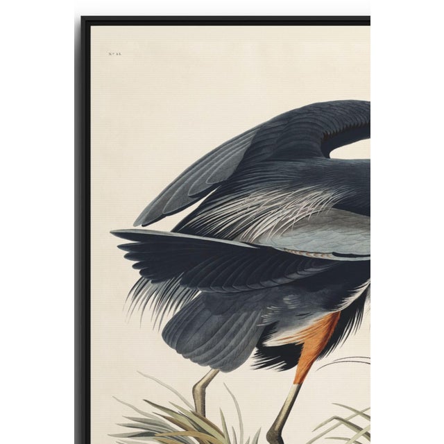 John James Audubon Great Blue Heron Framed Canvas Art by John James Audubon – Black Frame, 24" X 36" For Sale - Image 4 of 8