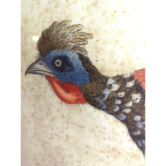 Saverio Manetti, Gallo Pavone del Brasile, 20th Century, Print, Framed For Sale - Image 6 of 13