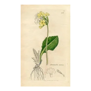 1840s, Cowslip Botanical Print by James Sowerby, Original Antique Botanical Engraving, England