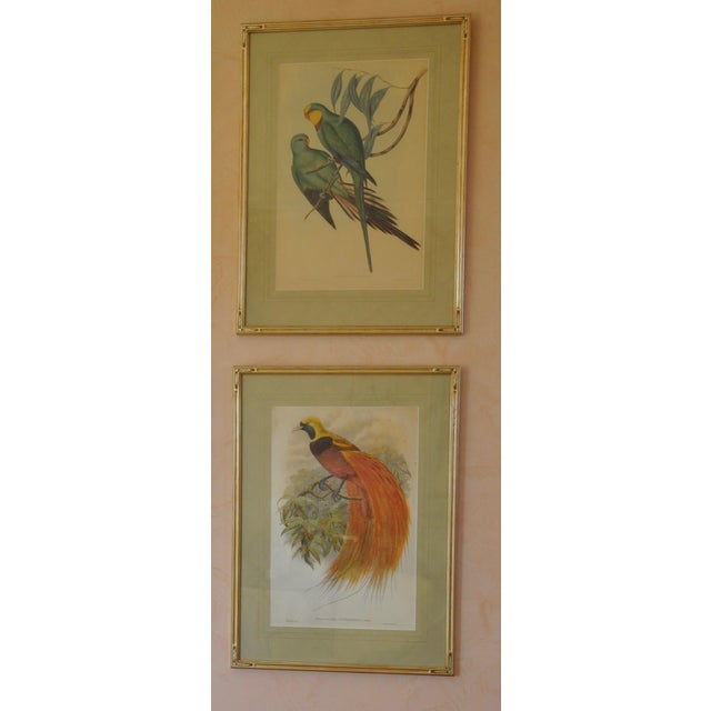 Original 19th-Century John Gould “Paradisaea Intermedia” Hand-Colored Lithograph For Sale In Phoenix - Image 6 of 9
