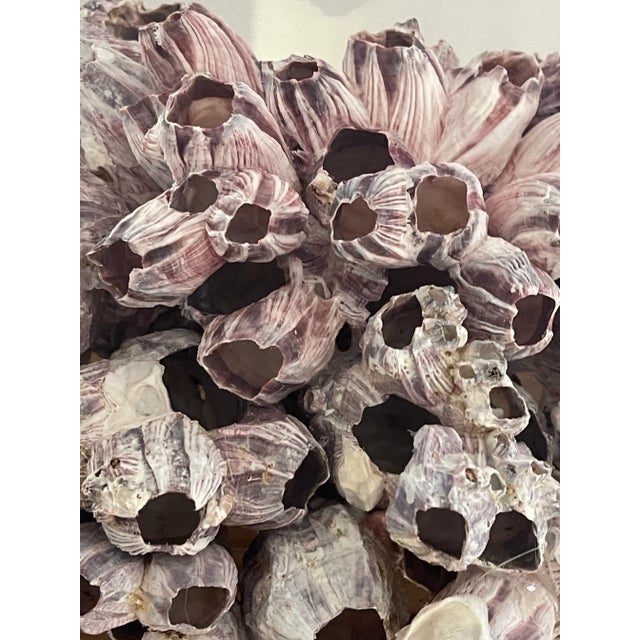 Large Sea Shell Barnacle Clusters on Lucite Tray Stand For Sale - Image 4 of 4