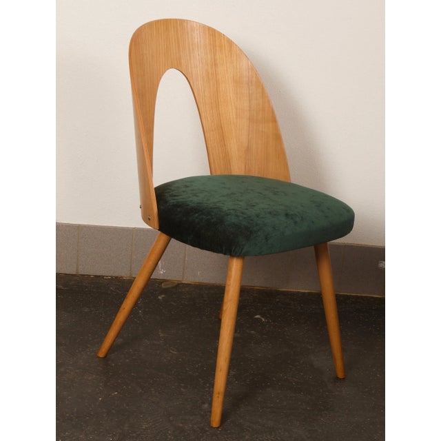 Ash Dining Chair by Antonín Šuman for Tatra, 1950s For Sale - Image 9 of 10