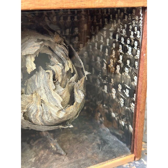 Wood Vintage Mounted Wasp Nest Shadow Box With Panoramic Graduate Photo, Circa 1960s For Sale - Image 7 of 13
