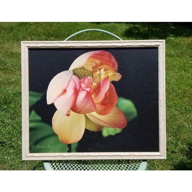 "Golden Pink Lotus Flower" Contemporary Botanical Still Life Photograph by Jackie Kane, Framed For Sale - Image 4 of 7