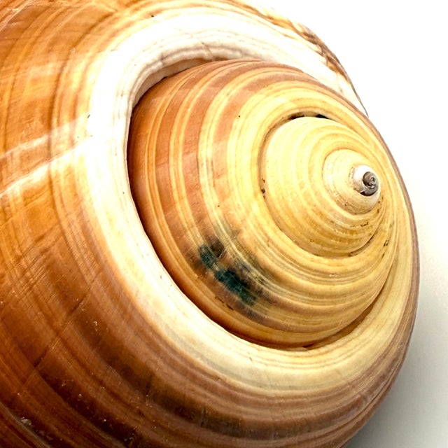 1960s Vintage Large Tun Ocean Snail Shell Seashell For Sale - Image 5 of 8