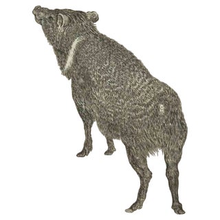 Jean Charles Baquoy, The Boar, Etching, 1771 For Sale