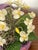 Easter Spring Sea Shell Floral Arrangement For Sale - Image 4 of 6