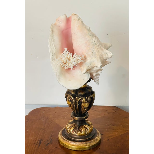 1960s Nature’s Beauty Conch Sra Shell Assemblage on Italian Gilded Wood Pricket For Sale - Image 4 of 5