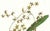 Limited edition reproduction print of one of the most famous botanical works ever produced, "The Orchidaceae of Mexico and...