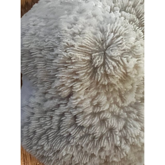 1970s Large Coral Piece For Sale - Image 5 of 7