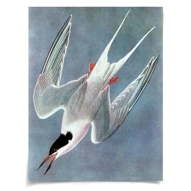 Contemporary Audubon 12, Unframed Artwork For Sale - Image 3 of 3