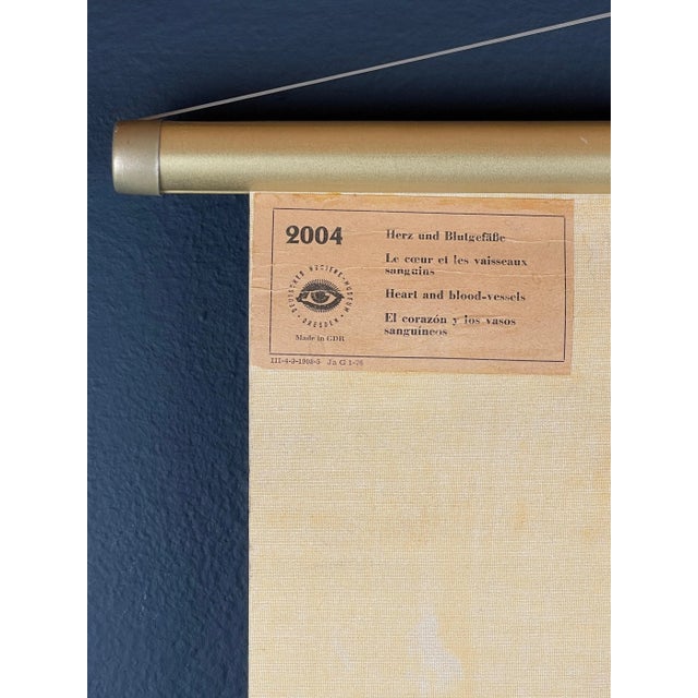 Vintage Anatomic School Poster the Blood System from Deutsches Hygiene Museum Dresden GDR (East Germany), 1976 For Sale - Image 4 of 11