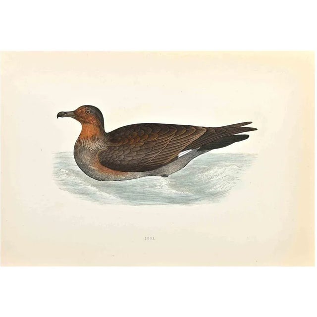 Skua is a modern artwork realized in 1870 by the British artist Alexander Francis Lydon (1836-1917). Woodcut print on...