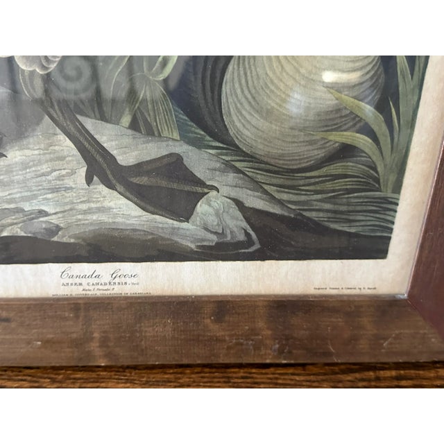 American Canada Goose by John James Audubon – Framed Print From 1944 Macmillan Edition of the Birds of America For Sale - Image 3 of 9