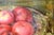 Paul Segieth, Still Life with Apples, 1938, Oil Painting, Framed For Sale - Image 9 of 13