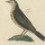 Bertuch, Thrushes, Blackbird and Ring Ouzel, 1805, Print For Sale - Image 9 of 12