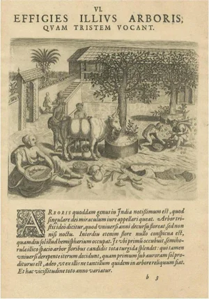 Theodore de Bry, The Melancholy Tree of the East, 1601, Engraving on Paper