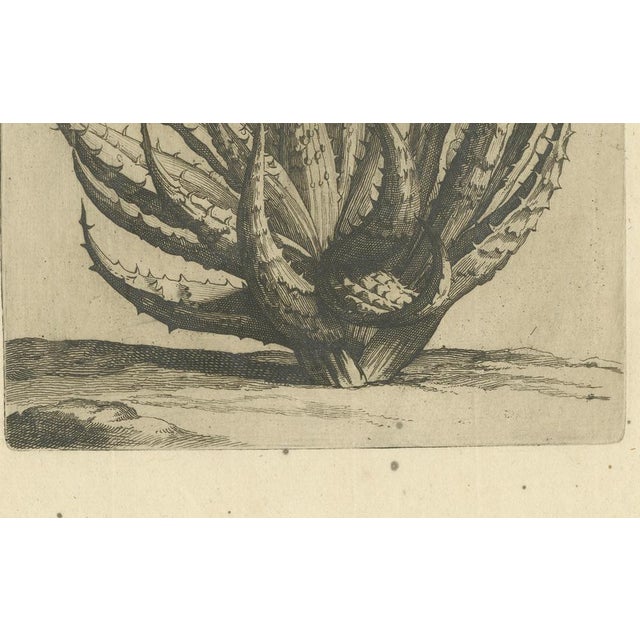 Caspar Commelin, Aloe Afric Humilis, 1706, Engraving For Sale - Image 3 of 7