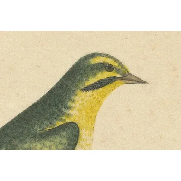 Late 18th-Century Hand-Colored Copperplate Engraving of the Yellow Finch, 1794 For Sale - Image 6 of 7
