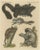 Bertuch, Illustration of Didelphis Species Opossum, Flying Squirrel and More, Print For Sale - Image 6 of 6