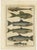 Bernard Direxit, Fish Species, 1790, Paper, Set of 2 For Sale - Image 3 of 10