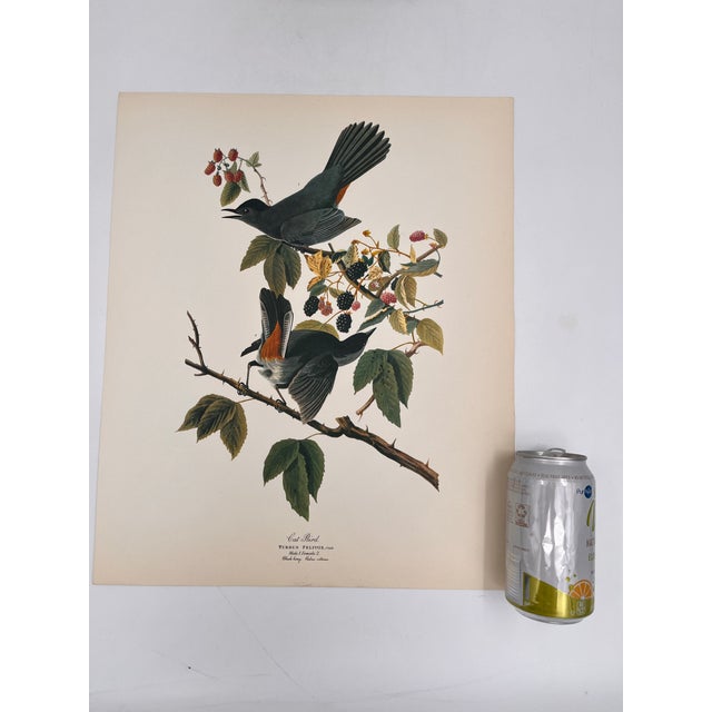 Audubon Bird Print – "Cat Bird", 1964 Abrams Folio – Vintage Ornithology Art 1964 print from "The Audubon Folio: Great...