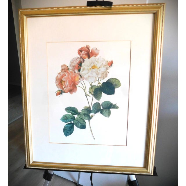 1950s Gold Bead Framed Vintage Rose Print in the Style of Pierre Joseph Redoute (1759-1840) For Sale - Image 5 of 11
