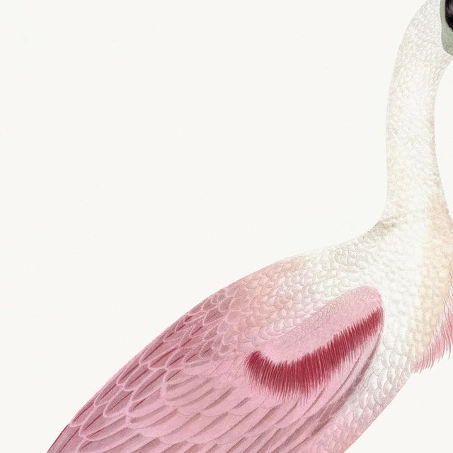 Early American Spoonbill and Shore Birds Illustration by A. Wilson White Background (Cfa-Wd) For Sale - Image 11 of 13