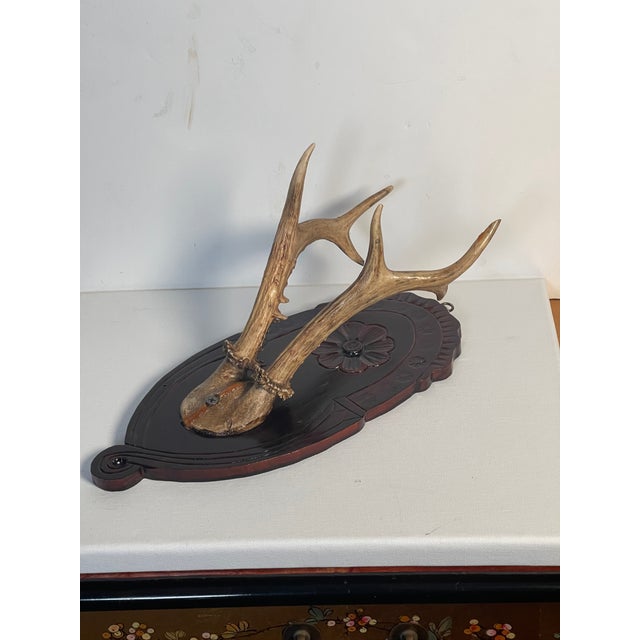 Vintage Roe Deer Trophy on a Carved Wood Board For Sale - Image 4 of 4