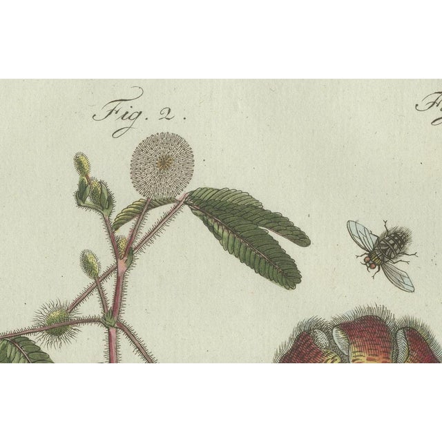Bertuch, Carrion Flower and Mimosa, 1805, Engraving For Sale - Image 6 of 10