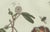 Bertuch, Carrion Flower and Mimosa, 1805, Engraving For Sale - Image 6 of 10