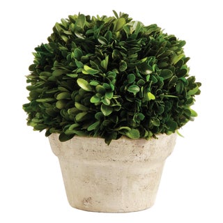 Boxwood Ball In Pot Medium For Sale