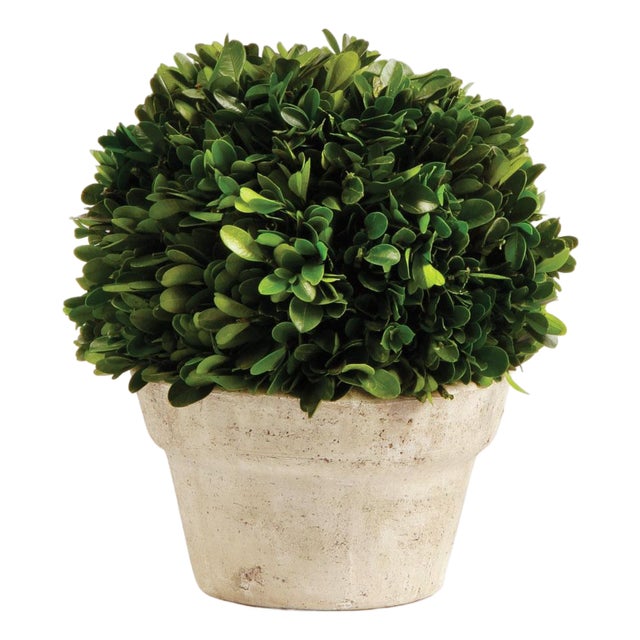 Boxwood Ball In Pot Medium For Sale