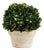 Boxwood Ball In Pot Medium For Sale