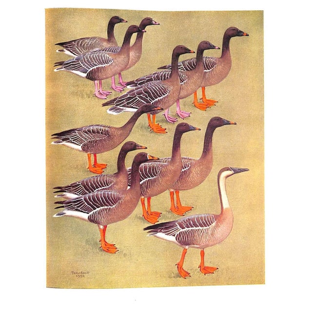 "The Waterfowl of the World: Volumes One & Two" 1956 Delacour, Jean For Sale - Image 11 of 17