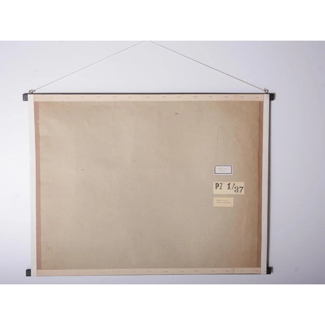 Red Hair Monkey School Poster, 1910s For Sale - Image 6 of 8