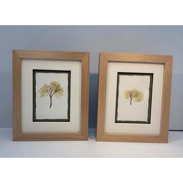 These pressed hydrangea blossoms are presented as a matching set. Each bloom is carefully preserved and mounted on...