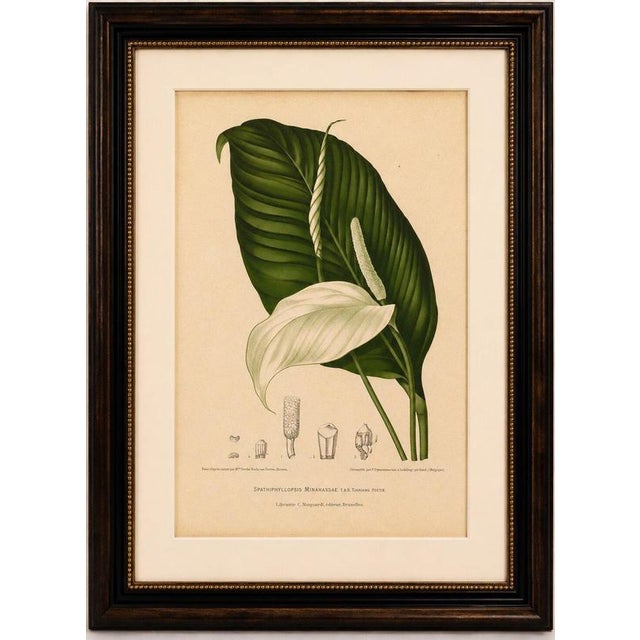 Original Antique Peace Lily Botanical Chromolithograph by Hoola van Nooten, 1880 : An original antique botanical...