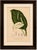 Original Antique Peace Lily Botanical Chromolithograph by Hoola van Nooten, 1880 : An original antique botanical...